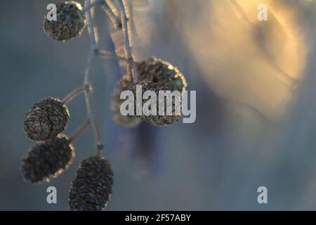 Trockene braune Erlenzapfen auf einem Zweig am Abend Winter blau-goldenes Licht Nahaufnahme im Freien. Winterlandschaft. Natürliche Abstraktion. Winterhintergrund. Stockfoto