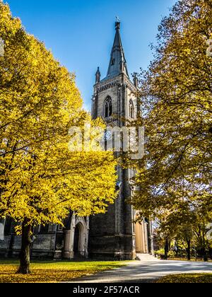 Herbstfarben Sträucher mit hellen Blättern und Holzbank in einem Stadtpark. Weiße Blumen im Vordergrund. Stockfoto