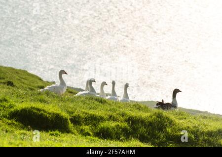 Weiße und graue Hausgänse im grünen Gras Stockfoto