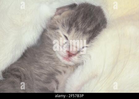 Neugeborenes Kätzchen schläft mit Mutter. Kleine gestreifte Schnauze eines Kätzchens und Teil einer weißen Schnauze einer erwachsenen Katze aus der Nähe. Stockfoto