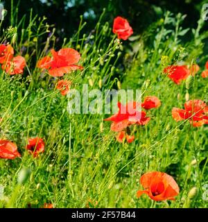 Scarlet Mohn vor dem hintergrund der grünen Gras. Konzentrieren Sie sich auf die Blume. Geringe Tiefenschärfe. Stockfoto