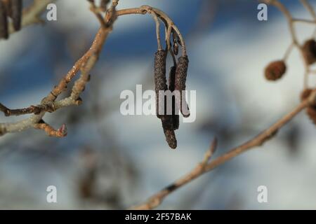 Braune rote Erlenohrringe auf einem Ast vor einem Hintergrund von bläulichem Schnee an einem klaren sonnigen Wintertag. Stockfoto