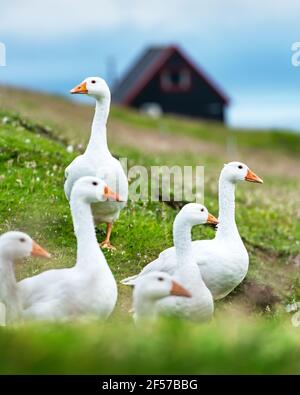 Weiße Hausgänse auf grüner Grasweide Stockfoto