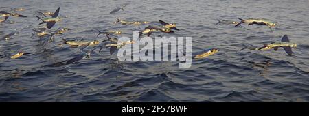 Fliegende Fische, Schule der Exocoetidae, Hintergrund Banner Stockfoto