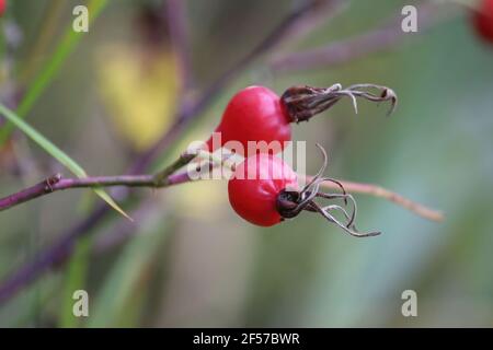 Zweig der wilden Hagebutten mit zwei reifen roten Beeren Nahaufnahme im Freien im Herbst. Nahaufnahme der Hagebutten. Rote Hagebutten auf einem Ast im Freien. Stockfoto