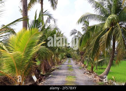 Leerer Kiesweg im Sonnenlicht unter Kokospalmen Stockfoto