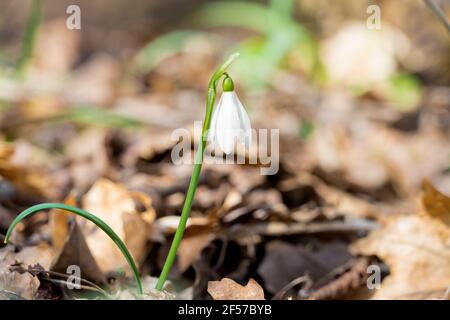 Schöner Schneeglös auf sonniger Waldlichtung. Einzelne wilde Blume wächst in der Natur. Stockfoto