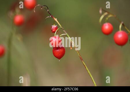 Orangene Frucht der Maiglöckchen auf einem grünen Stamm im Wald. Rote Beeren von Maiglöckchen auf grünem Hintergrund im Freien. Stockfoto