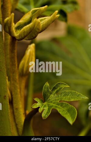 Fotografie Blätter Pflanze Fatsia japonica Stockfoto