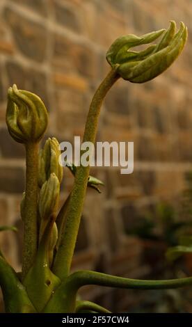 Fotografie verlässt Fatsia japonica Pflanze Stockfoto