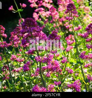 Rosa Baldrian (Valeriana officinalis), blüht in einem Sonnenstrahl im Mai in Südfrankreich. Stockfoto