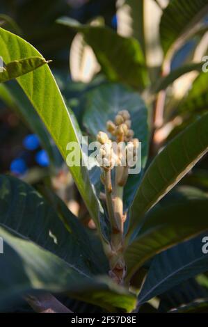 Detail der ungeöffneten Blumen der zukünftigen Früchte von Ein Medlar-Baum (Eryobotria japonica) im Spätsommer Stockfoto