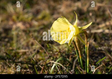 Narcissus bulbocodium ist eine botanische Art der Familie der Amaryllidaceae. Stockfoto
