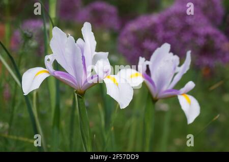 Iris hollandica 'Carmen' Blüte im Frühjahr. Stockfoto