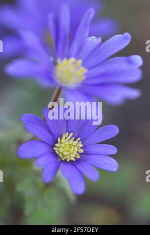 Blaue Anemonen Blumen Nahaufnahme auf verschwommenem Hintergrund. Frühling Blumen.schöne Blume Hintergrund Stockfoto