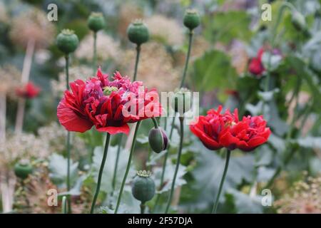 Papaver somniferum Blumen. Stockfoto