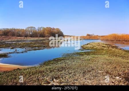 Frühlingsüberflutung auf dem Fluss. Frühlingslandschaft Stockfoto