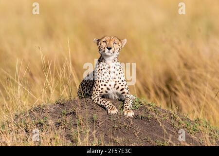 Selektive Aufnahme eines niedlichen Geparden-Jungen, der anstarrt Die Kamera Stockfoto