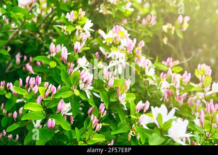 Blühende Zweige der Lonicera xylosteum (Zwergspießling oder Fliege woodbine). Schöner Frühlingshintergrund Stockfoto