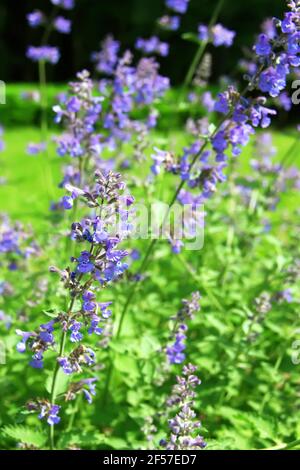 Blaue Blüten der Nepeta-Cataria (Katzenschnecke, Katzenkraut, Minze). Blumenhintergrund Stockfoto