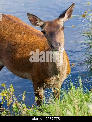 Cute Weibliche Hide Hirsch Essen Gras in einem Strom von Wasser und Stockfoto