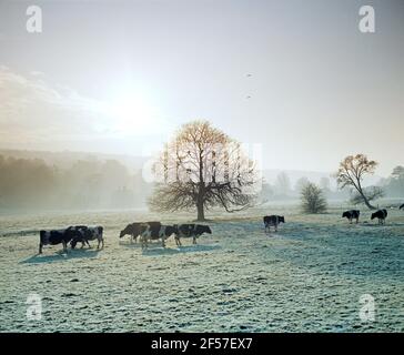 England. Buckinghamshire. Landschaft mit Rindern. Stockfoto