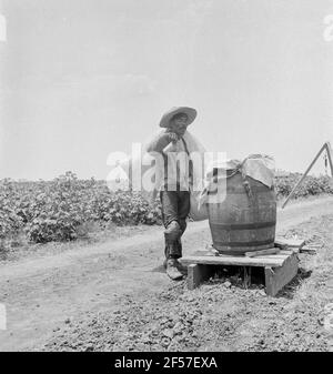 Baumwollpflücken in Südtexas. August 1936. Foto von Dorothea lange. Stockfoto