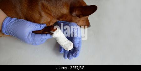 Ein behandelter Tierarzt hält eine bandaierte Hundepfote. Ein Hund mit einer beschädigten Pfote bei einem Tierarzt Termin. Eine zerbrochene Pfote eines Tieres. Trauma, eine kranke pe Stockfoto