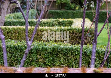 Teilweise infizierte Box Hecke mit verfärbten Blättern, fotografiert in London UK. Ostasiatische Box Hecke Raupe greift eine Box Hecke, so dass ein Schrou Stockfoto