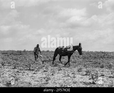 Ex-Sklave und Ehefrau, die in einem verfallenden Plantagenhaus leben. Greene County, Georgia. Juli 1937. Foto von Dorothea lange. Stockfoto