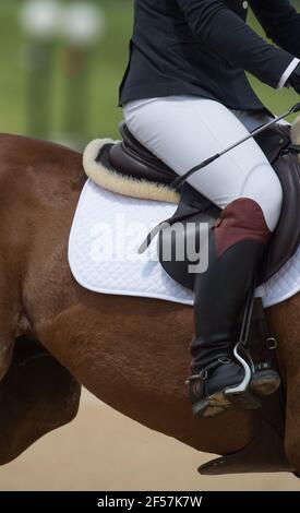 Nahaufnahme des Reitpferdespringer Reiter Bein und Sitz Position Position englische Springreiten Tack und Kleidung weißen Jodhpurs Oder Hosen schwarze Stiefel Stockfoto