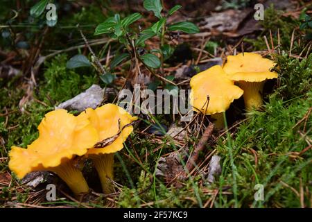 Wilde goldene Pfifferlinge, auch bekannt als Cantharellus cibarius, im Wald. Foto aufgenommen in Schweden. Stockfoto