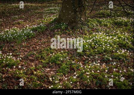 Schneeglöckchen im Wald im frühen Frühjahr. Wilde Blumen auf der Wiese. Schönheit in der Natur. Lausanne, Schweiz. Hintergründe und Kopierbereich. Stockfoto