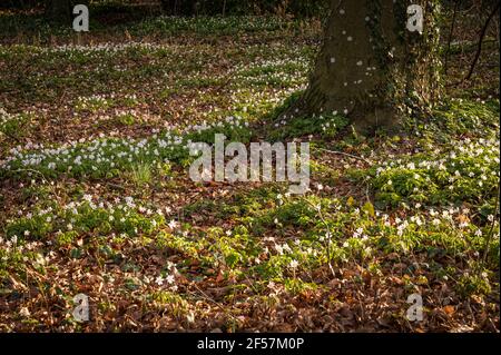 Schneeglöckchen im Wald im frühen Frühjahr. Wilde Blumen auf der Wiese. Schönheit in der Natur. Lausanne, Schweiz. Hintergründe und Kopierbereich. Stockfoto