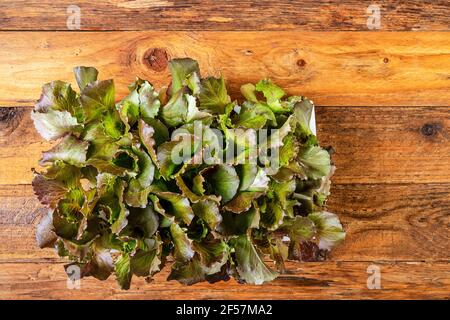 Frische Canasta Salatblätter, Salate Gemüse auf einer Holzdiele rustikalen Einstellung Stockfoto