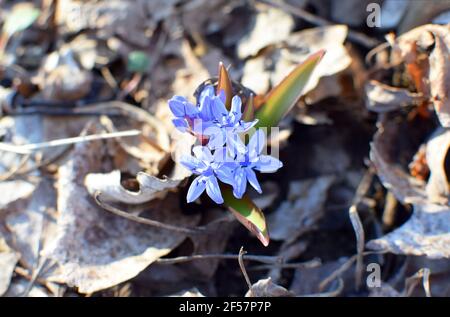 Blaue scilla (Scilla siberica) blüht im Frühlingswald des Territoriums Krasnodar, Russland. Blaue Primeln unter den im letzten Jahr gefallenen Blättern. Flache Abt Stockfoto