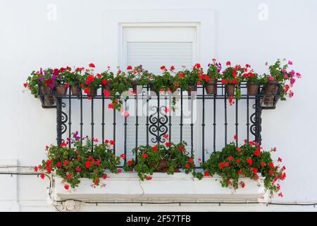 Schöner Balkon mit roten Geranien in Vejer de la Frontera, Provinz Cadiz. Andalusien, Spanien Stockfoto