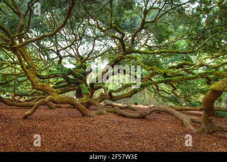 Die Angel Oak Tree. Die Engeleiche gilt als eine der ältesten lebenden Eichen in den Vereinigten Staaten, die in der Nähe von Charleston, South Carolina, liegt Stockfoto