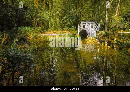 Weißer Holzsteg über einem Schwarzwassersumpf bei der Magnolia Plantation im Niederland von Charleston, South Carolina. Stockfoto