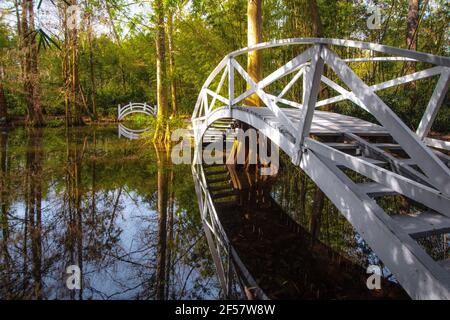 Weißer Holzsteg über einem Schwarzwassersumpf bei der Magnolia Plantation im Niederland von Charleston, South Carolina. Stockfoto