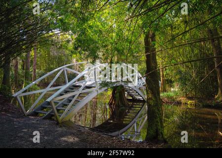 Weißer Holzsteg über einem Schwarzwassersumpf bei der Magnolia Plantation im Niederland von Charleston, South Carolina. Stockfoto