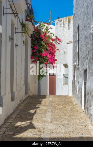 Schöne und sonnige Straße mit Bougainvillea Blumen in Vejer de la Frontera. Cadiz, Andalusien, Spanien Stockfoto