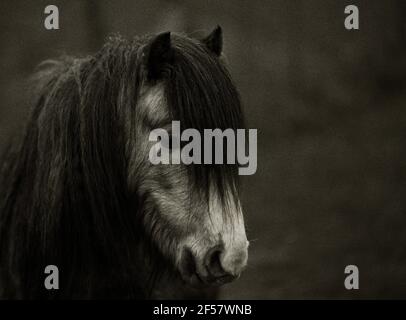 Wildes Pony auf dem Long Mynd, Shropshire. Stockfoto