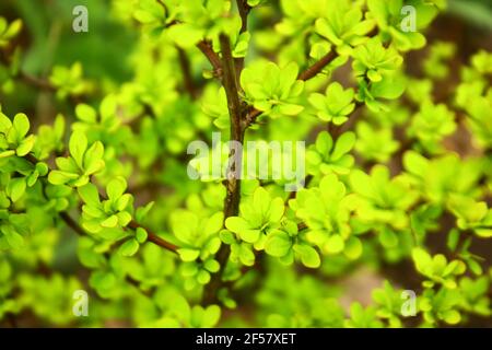 Laub von Berberis thunbergii (Japanische Berberbeere, Aurea) Stockfoto