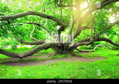 Juglans mandshurica, der mandschurische Walnussbaum. Der Tsytsin Main Moscow Botanical Garden of Academy of Sciences Stockfoto