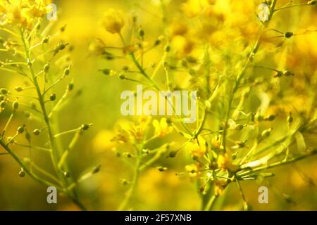 Gelbe Blüten von Barbarea vulgaris (Herb barbara). Unscharfer natürlicher Hintergrund Stockfoto