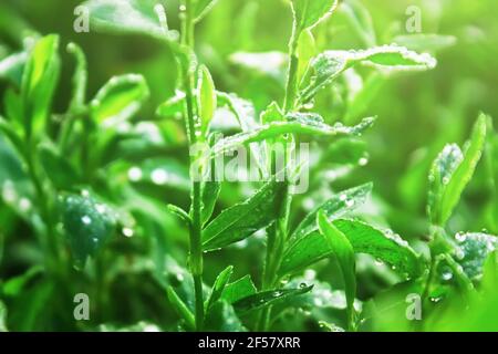 Wasser tropft nach Regen auf das frische grüne Gras. Polygonum aviculare oder gewöhnliches Knogras mit Tau-Tropfen. Nahaufnahme Stockfoto