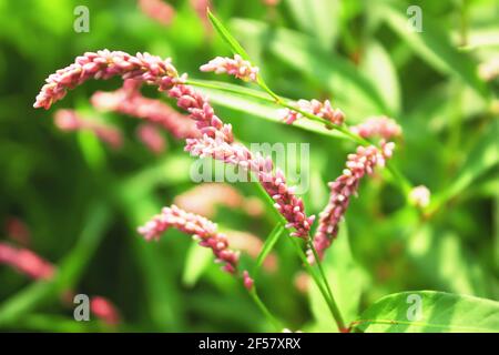 Persicaria maculosa (Damendaumen, gepunkteter Damendaumen, Jesuspflanzen und Rotschenkel) in Blüte. Hintergrund mit rosa Wildblumen Stockfoto