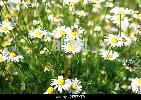 Matricaria chamomilla (Kamille, Wildkamille oder duftende Mayweed) in Blüte. Blumenhintergrund Stockfoto