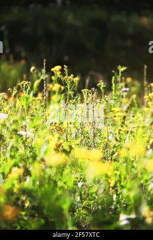 Sommer blühende Wiese. Gelbe Blüten von Common Tansy Stockfoto